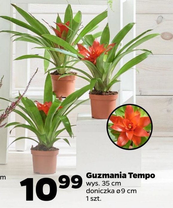 Guzmania tempo wys. 35 cm promocja