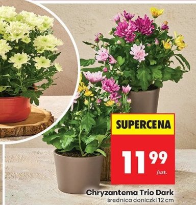 Chryzantema Trio Dark średnica doniczki 12 cm promocja w Biedronka