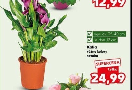 Kalia śr. 13 cm promocja
