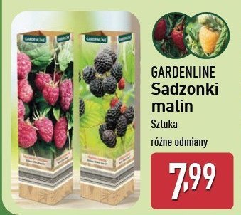 Krzew owocowy - malina Gardenic yard promocja