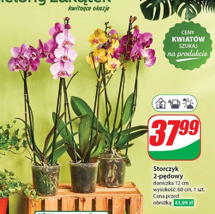 Storczyk 2-pędowy don. 12 cm promocja w Dino
