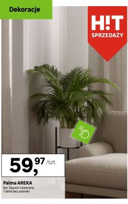 Palma AREKA Dypsis lutescens promocja w Leroy Merlin