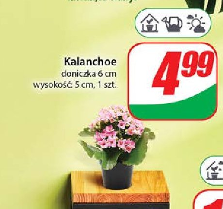 Kalanchoe promocja