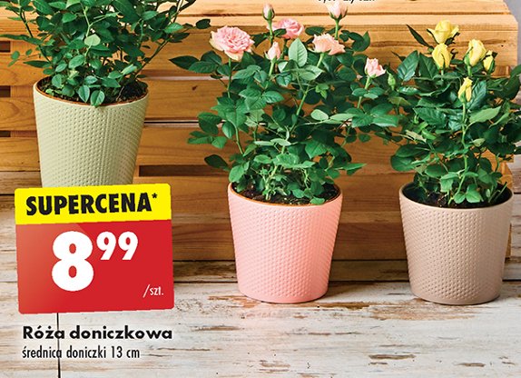 R贸偶a domowa don. 13 cm promocja