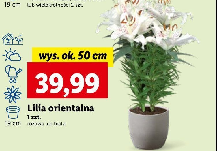 Lilia orientalna r贸偶owa promocja