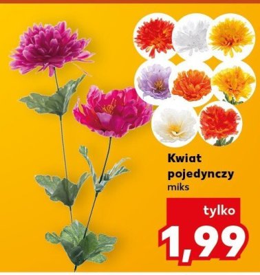 Kwiat pojedynczy miks promocja w Kaufland
