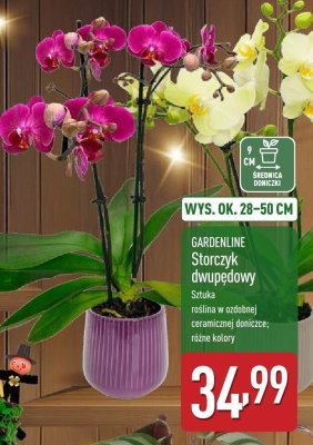 Storczyk dwupędowy GARDENLINE promocja w Aldi