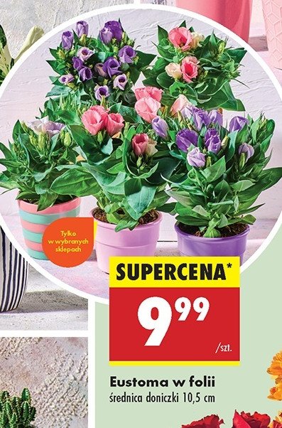 Eustoma 10.5 cm promocja