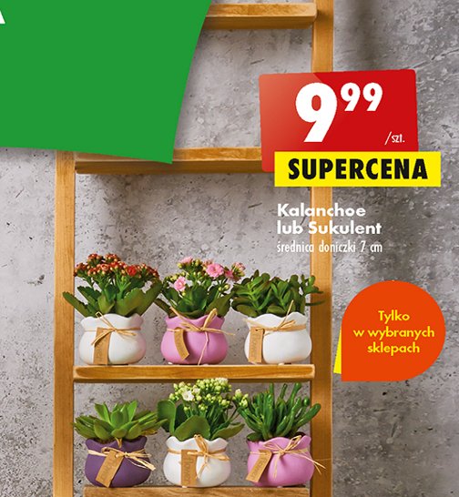 Sukulent 7 cm promocja