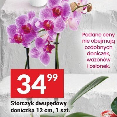 Storczyk dwupędowy doniczka 12 cm, 1 szt. promocja w Twój Market