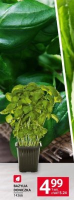 Bazylia doniczka promocja w Selgros