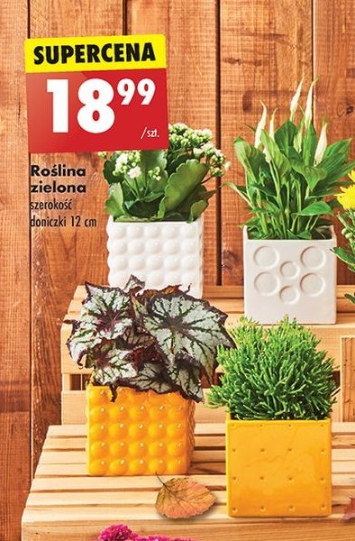 Roślina zielona 12 cm promocja