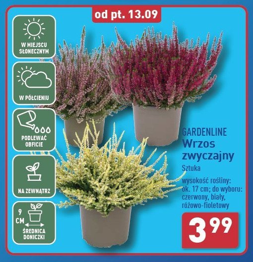 Wrzos zwyczajny 17 cm promocja