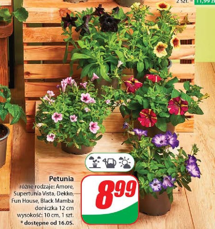 Petunia crazytunia black mamba don. 12 cm promocja