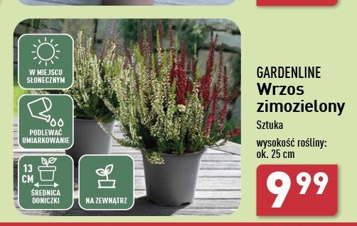 Wrzos zimozielony don 13 cm promocja