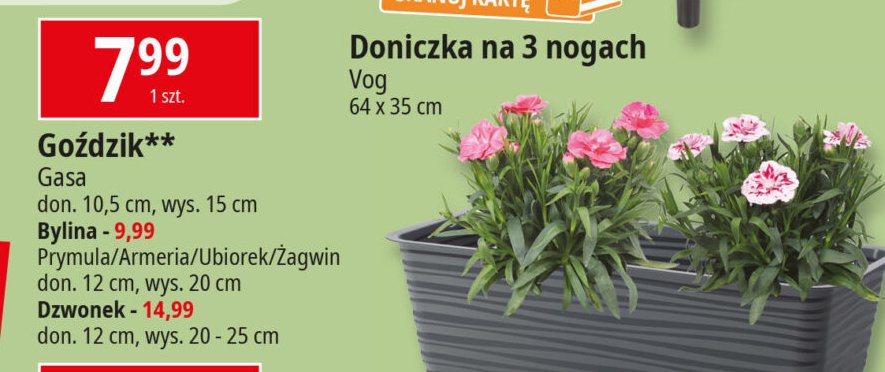 Goździk 10.5 cm Gasa group promocja w Leclerc