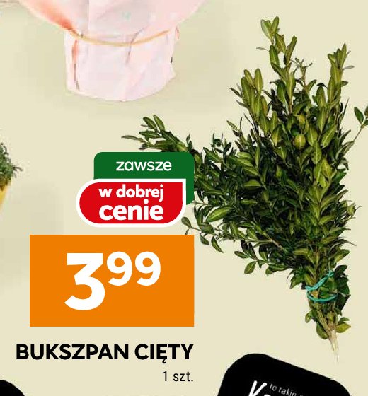 Bukszpan promocja