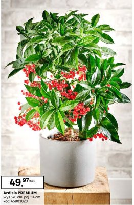Ardisia PREMIUM promocja w Leroy Merlin