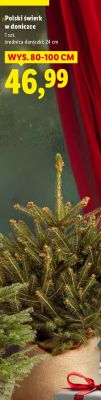 Choinka polski świerk w doniczce Lidl promocja w Lidl