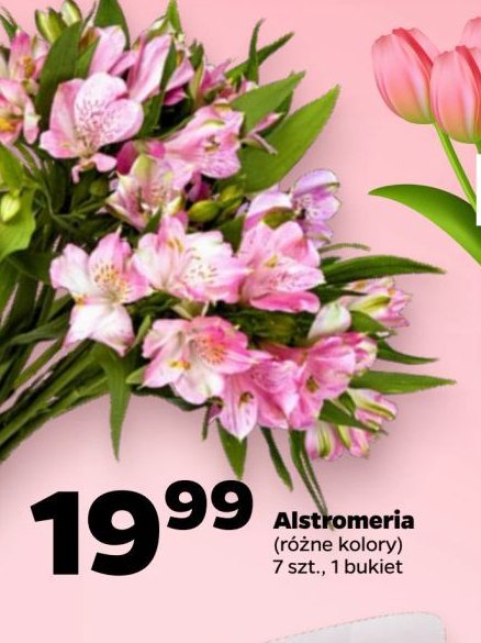 Alstromeria promocja