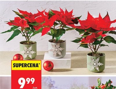 Poinsecja promocja w Biedronka