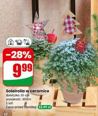Soleirolia w ceramice doniczka 10 cm promocja w Dino