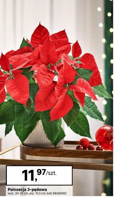Poinsecja 3-pędowa promocja w Leroy Merlin