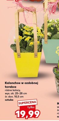 Kalanchoe w ozdobnej torebce różne kolory promocja w Kaufland