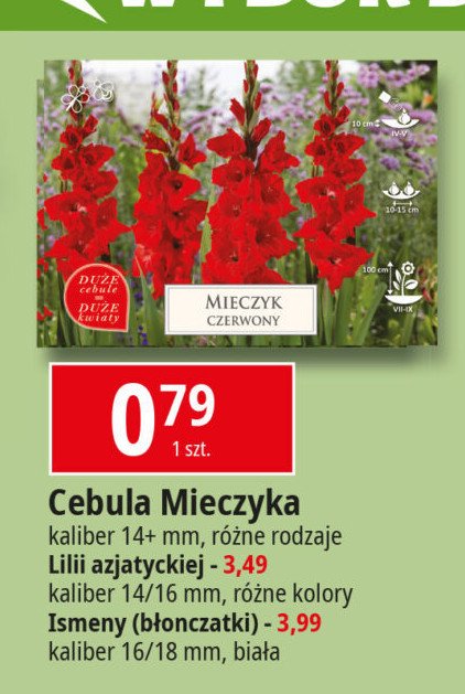 Cebulka mieczyk promocja