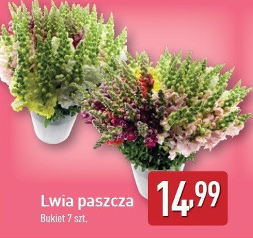 Lwia paszcza promocja w Aldi