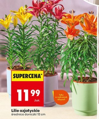 Lilie azjatyckie promocja w Biedronka