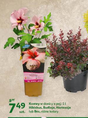 Hibiskus w doniczce 1 l promocja