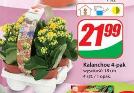 Kalanchoe 偶贸艂te promocja