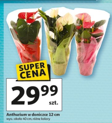 Anthurium w doniczce 12 cm promocja w Auchan