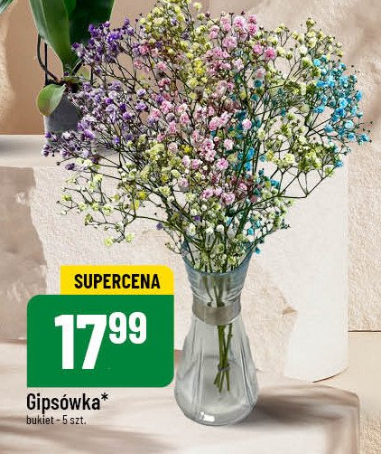 Gipsówka promocja