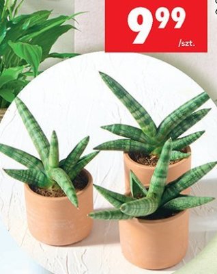 Sansevieria Boncellensis średnica 6 cm promocja w Biedronka