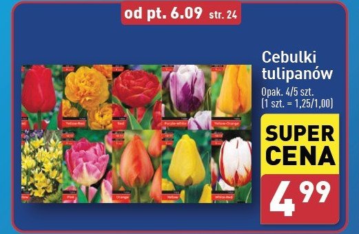 Cebulki tulipanów promocja