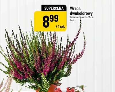 Wrzos dwukolorowy promocja w POLOmarket
