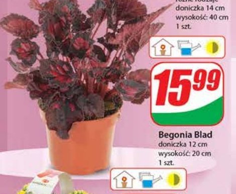 Begonia blad 12 cm promocja