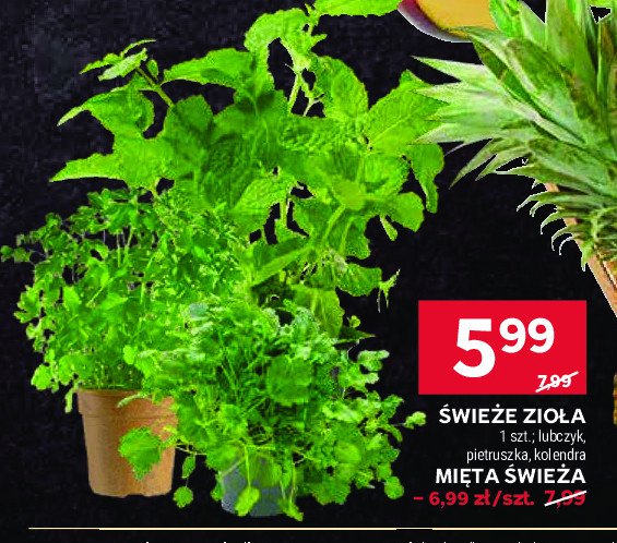 Mięta promocja w Stokrotka