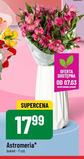 Astromeria promocja