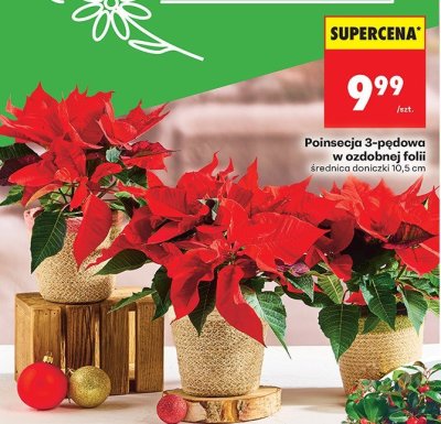 Roślina Poinsecja 3-pędowa w ozdobnej folii promocja w Biedronka