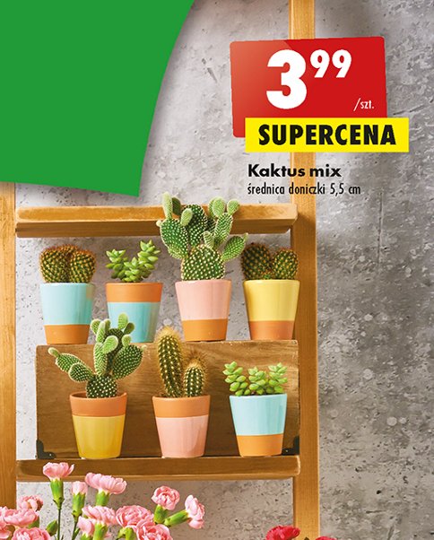 Kaktus mix 5.5 cm promocja