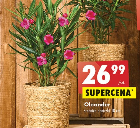 Oleander 18 cm promocja