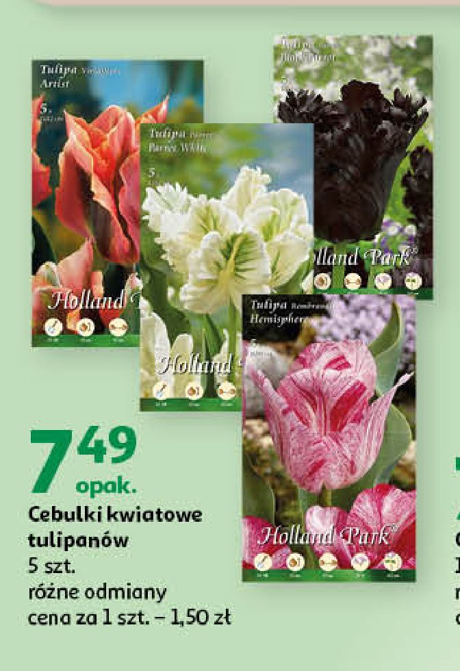 Cebulki kwiatowe tulipan promocja