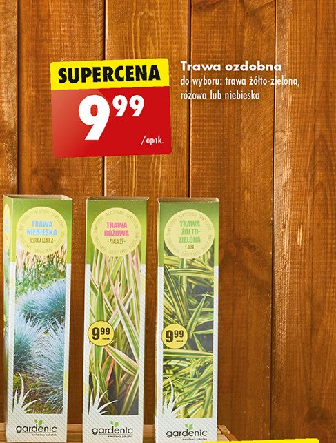 Trawa ozdobna niebieska Gardenic promocja