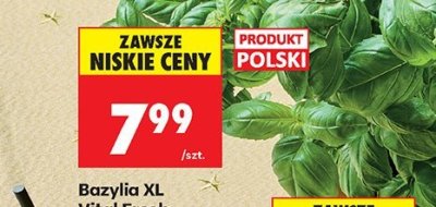 Bazylia XL Vital Fresh promocja w Biedronka