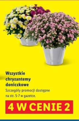 Podk艂adka pod znicze promocja w Lidl