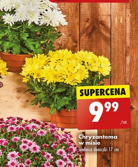 Chryzantema w misie 17 cm promocja w Biedronka