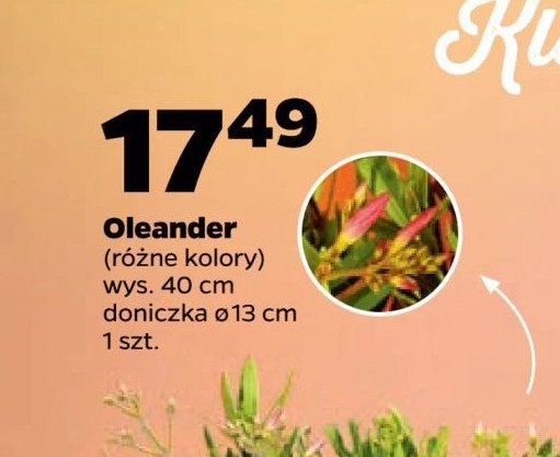 Oleander promocja